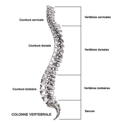 colonne-vertebrale