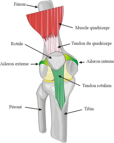 Ostéopathie et syndrome rotulien du genou