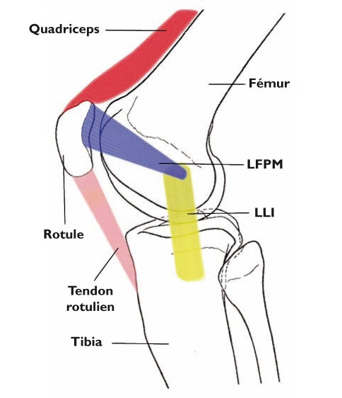 Ostéopathie et syndrome rotulien du genou |